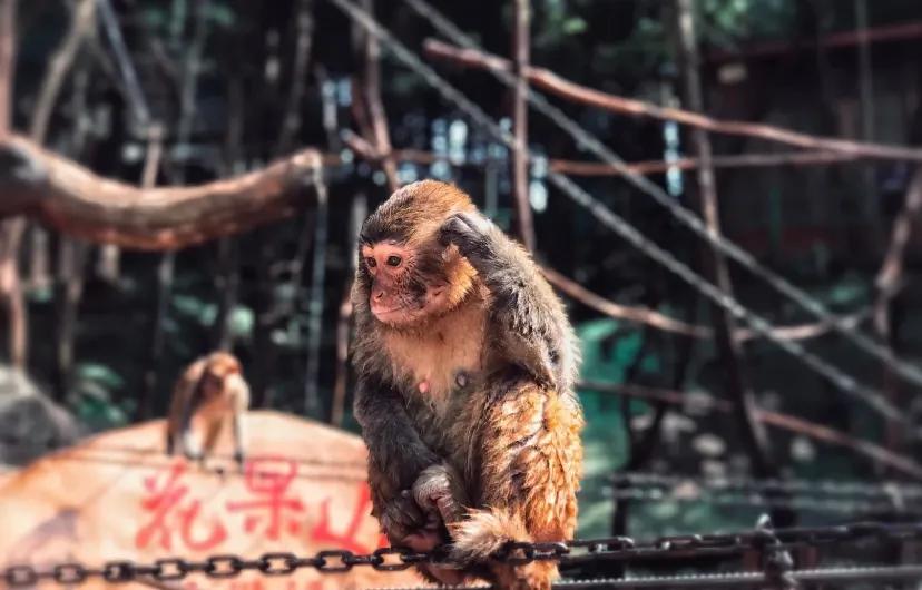 无法离昆,就地过年!昆明亲子游推荐路线重磅来袭!花样过牛年