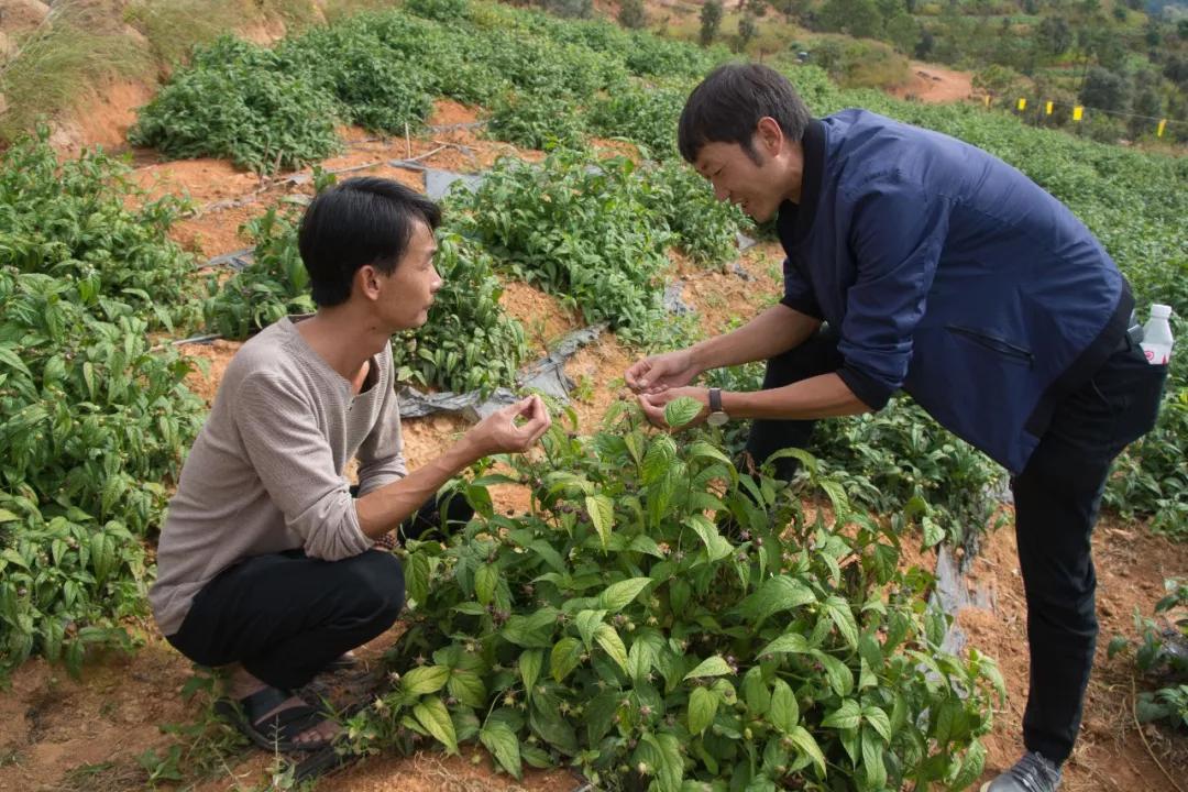 永胜油茶罐,永胜油茶罐装