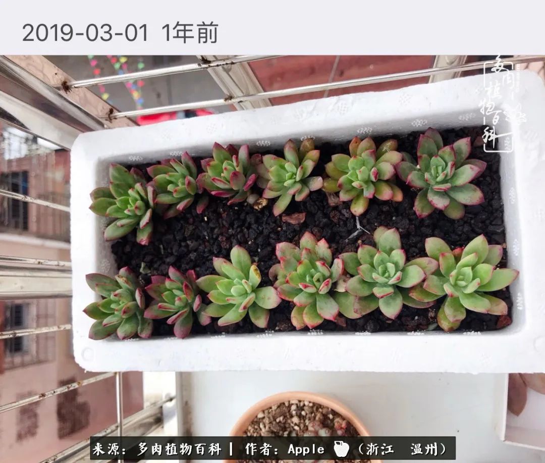 多肉成长记观察记录怎么写,多肉成长记录观察展板