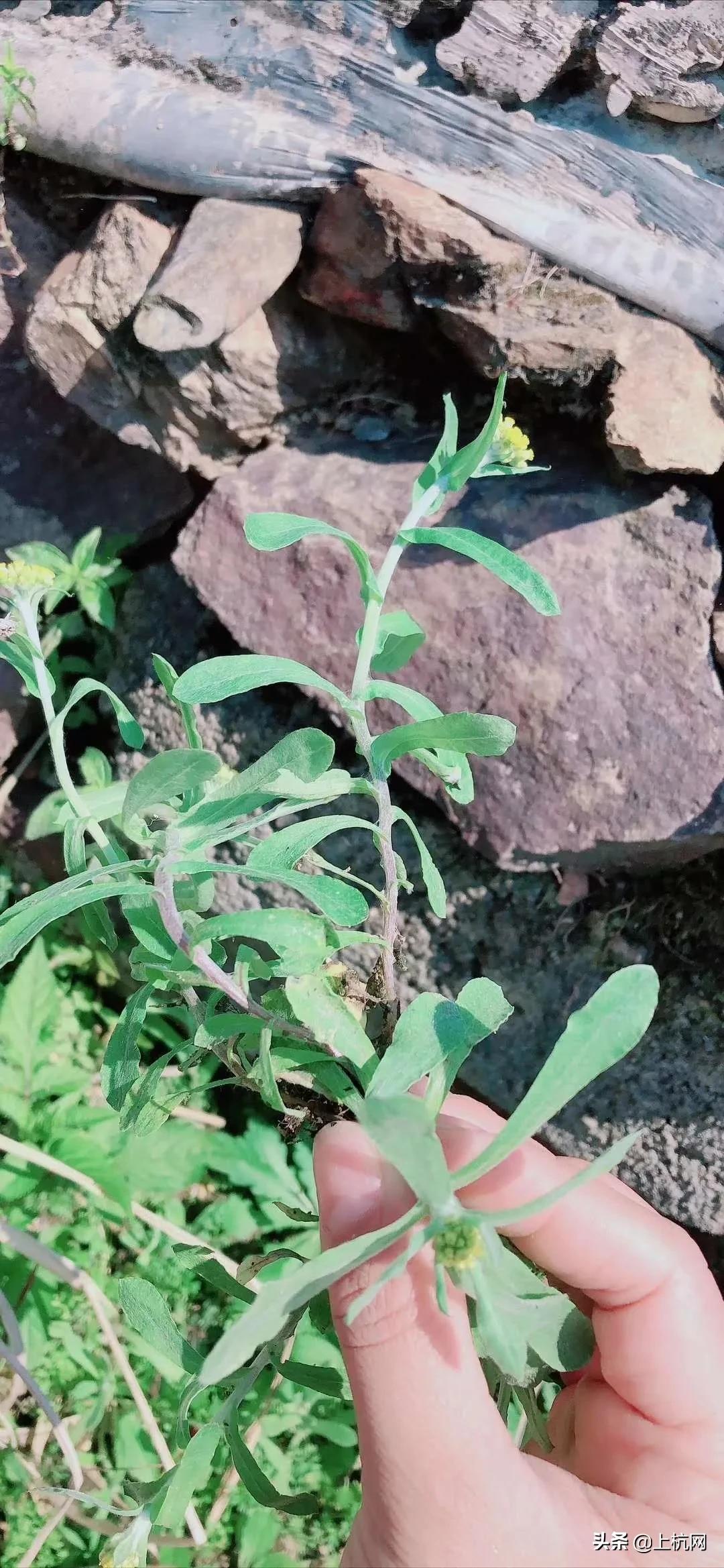 鼠曲草是野草吗,野生中药材鼠曲草