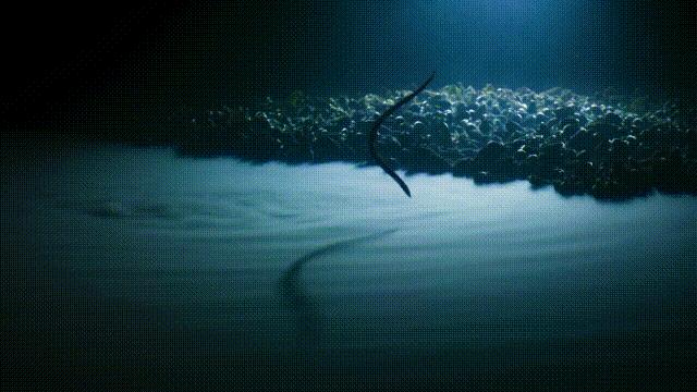 原来，你吃的鳗鱼，每一只都见过海底深渊的秘密｜自说自话的总裁