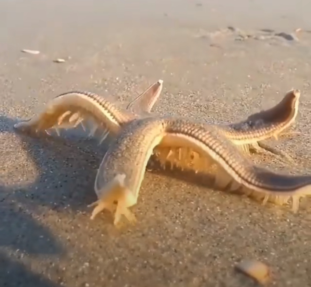 好看是好看但是感觉显黑,好看是好看难看是难看