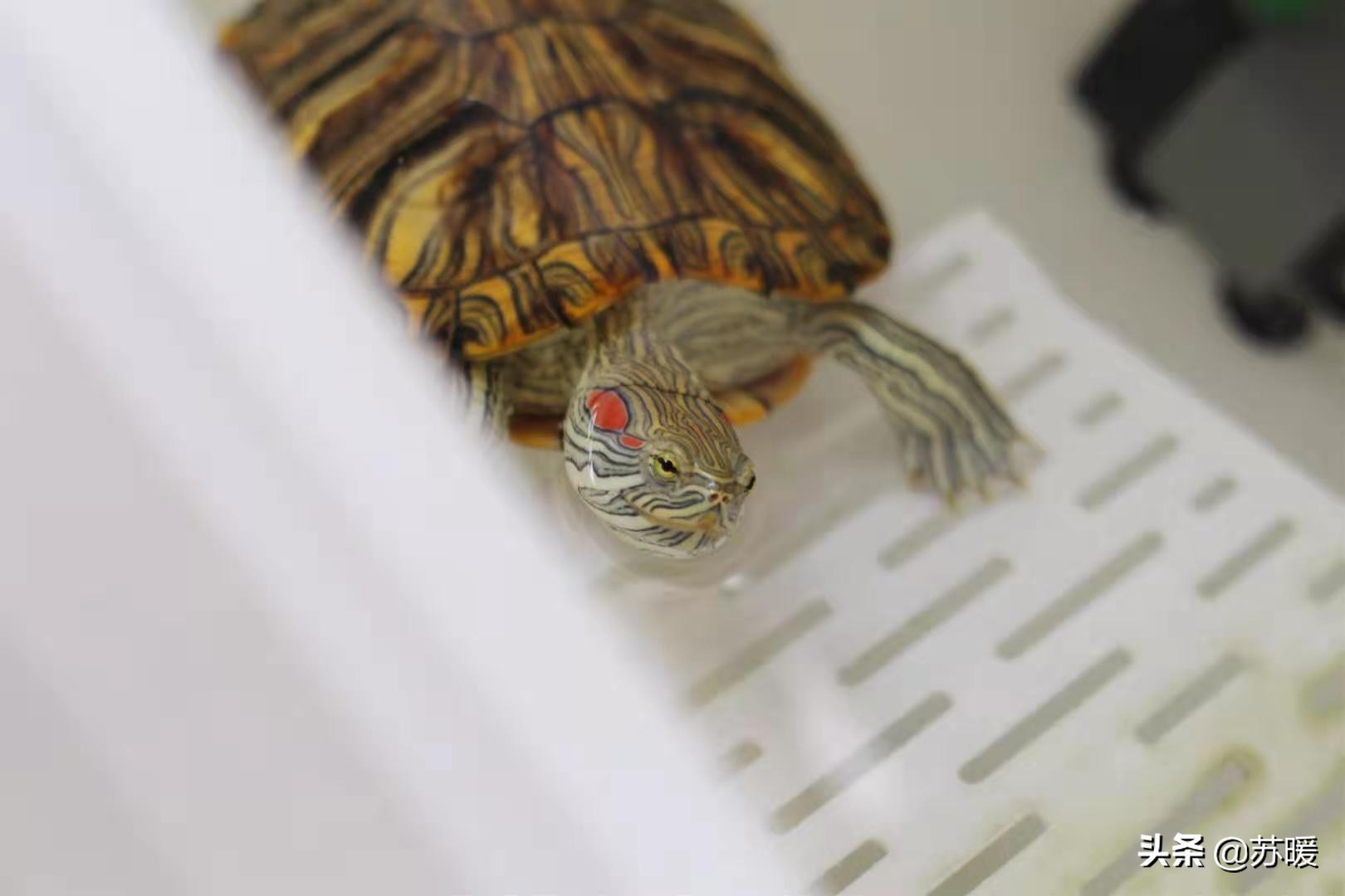 红耳巴西龟怎么养最简单的,养巴西龟的正确方法图解