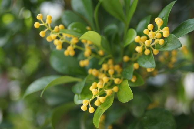 米兰掉叶子的原因和解决方法,米兰花掉叶子怎么办视频讲解