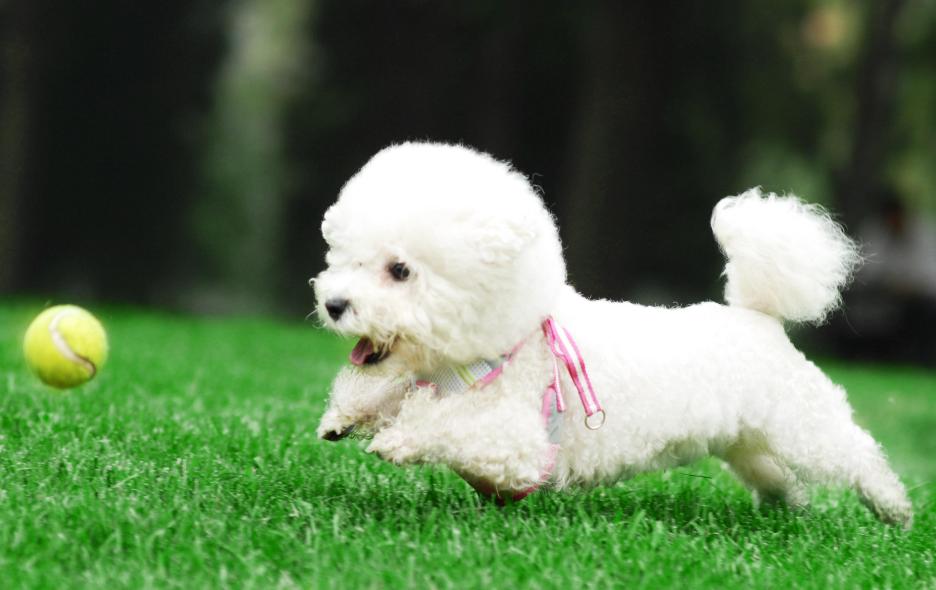 面对不听话的比熊犬该怎么办呢,比熊犬不爱吃食是怎么回事