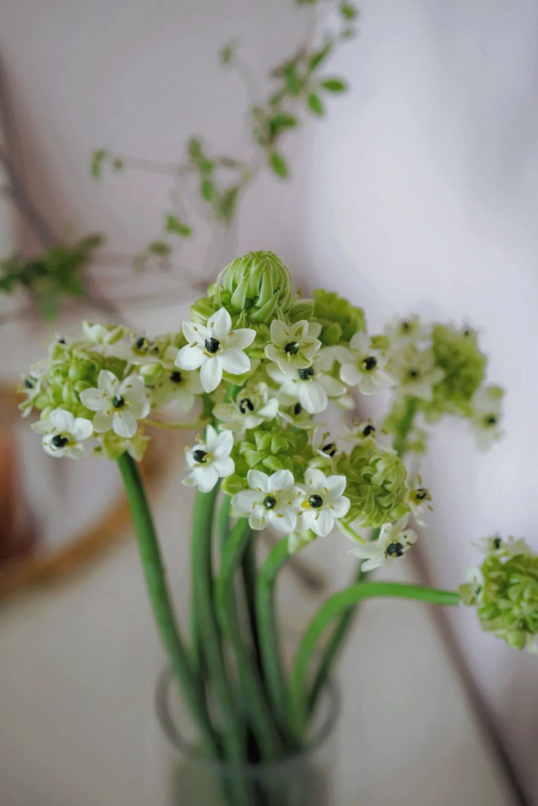 家里要有氛围感什么花比较好,家里高级的花