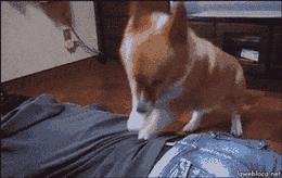 新歇后语搞笑,歇后语有模有样的前一句