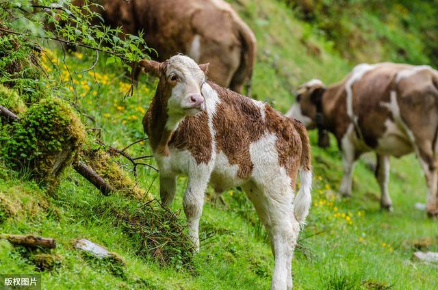 山羊常见寄生虫病，诊断与治疗方法，提高治疗效果