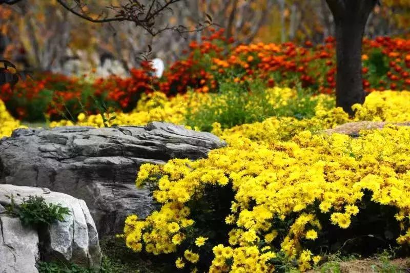 北京菊花花海,北京赏花好去处国际花港