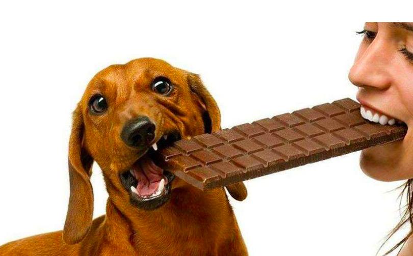 这四种食物千万别给猫咪吃,这3种水果千万不要吃