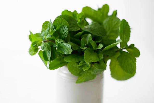 盆栽薄荷种子的种植方法,盆栽薄荷叶子枯黄了咋办
