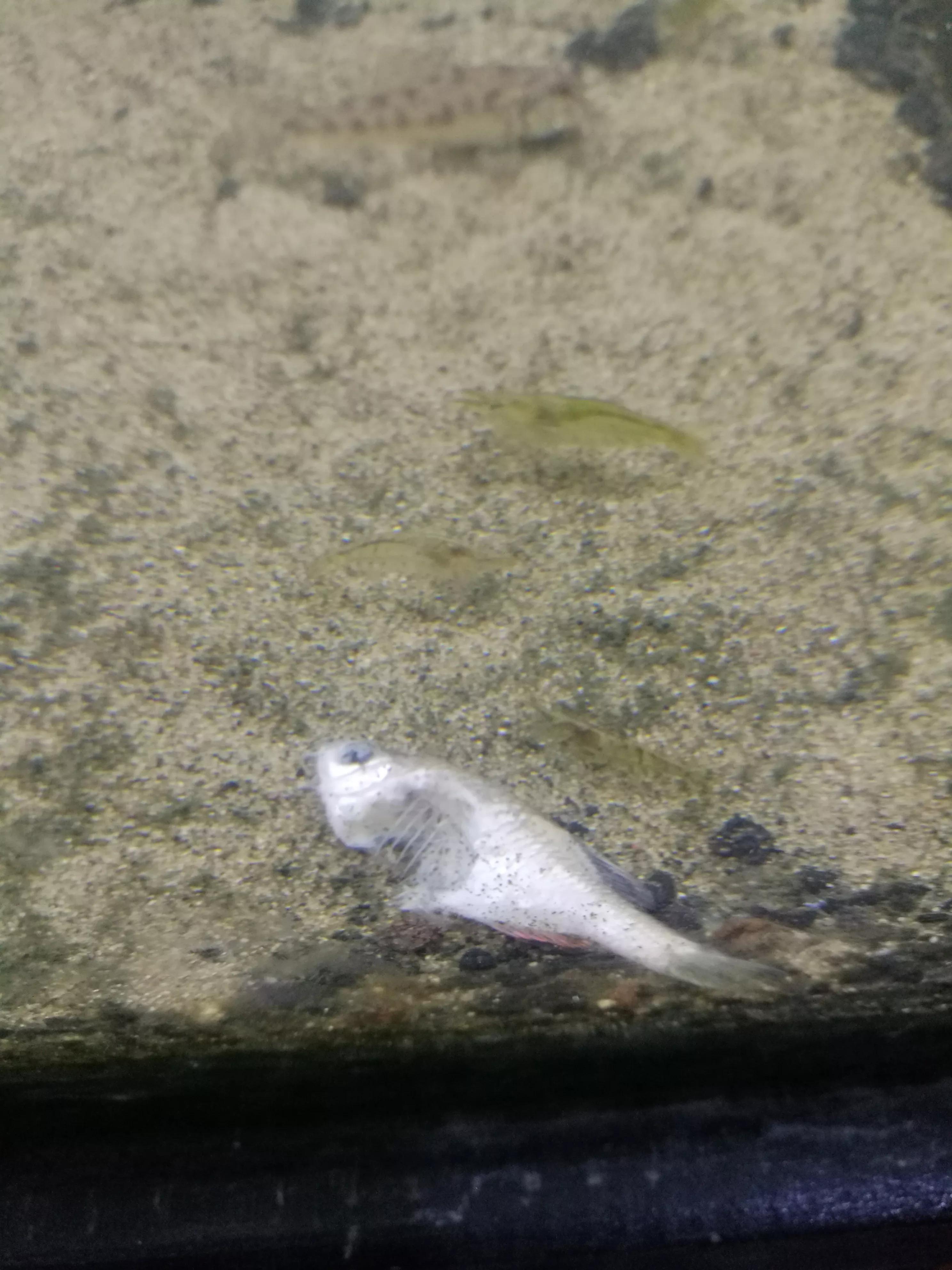 鱼缸里的死鱼为什么不见了,鱼缸里面死鱼不捞出来