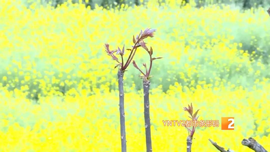 香椿萝卜条,香椿芽蒜薹