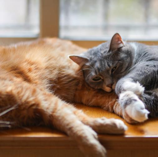 猫咪是夜行动物吗,猫咪是十分警觉的动物