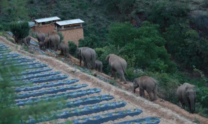 亚洲象为什么比非洲象聪明,亚洲象迷路事件