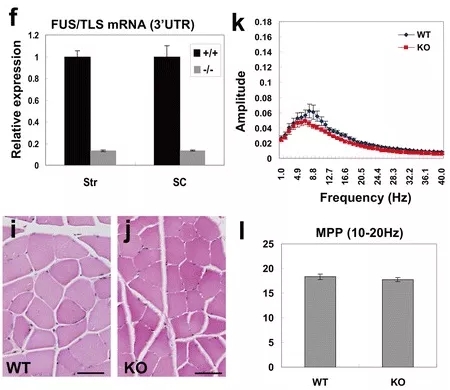基因敲除小鼠回交,基因敲除小鼠流程