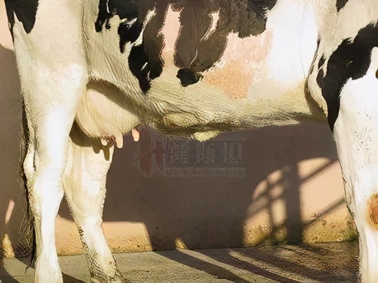 张廷青兽医,张廷青