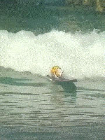 法斗游泳淹死了,法斗在宠物医院洗澡意外死亡后续