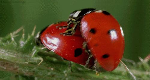 下大雨时会有哪种昆虫,下雨的时候苍蝇是怎么躲避雨的