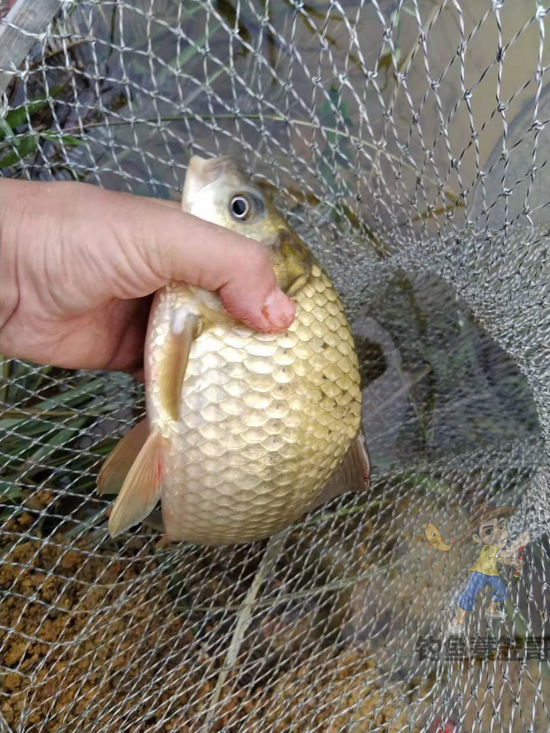 钓鱼奶香添加剂哪个牌子好,冬天钓鱼添加剂用甜还是香