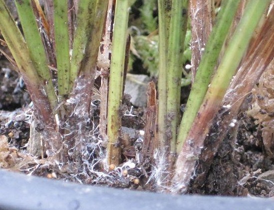 给我们科普一下兰花怎么养,200种兰花家庭莳养方法