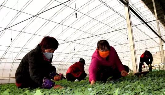 防疫农业生产两不误稻田育苗,防疫生产两不误保春耕