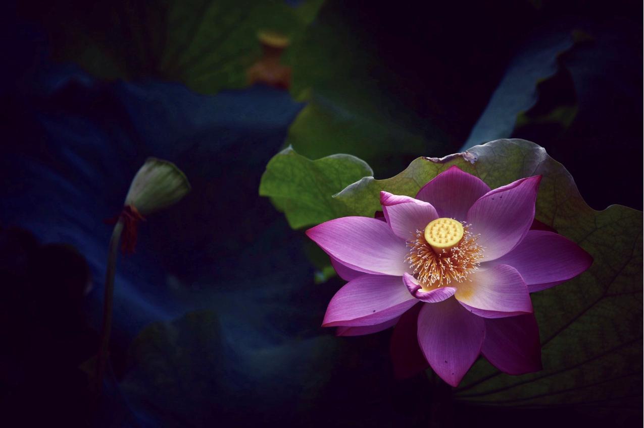 相机的傻瓜模式你了解吗?只要拨动拨盘,大大增加出片率