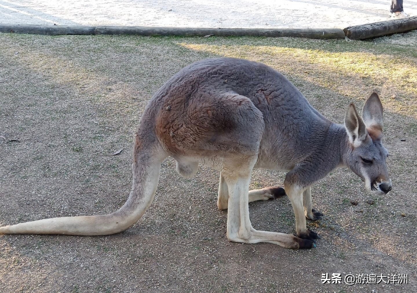 去澳洲购物,去澳洲购物注意事项