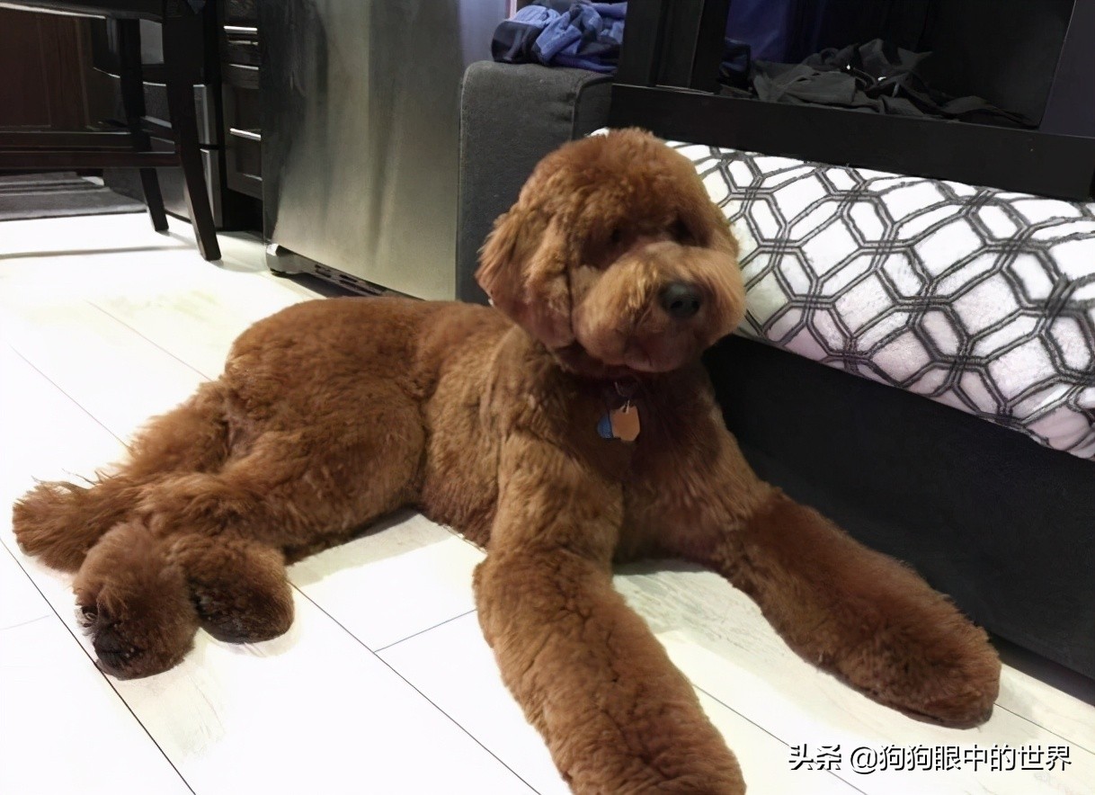 巨型贵宾犬到底有多聪明,巨型贵宾犬聪明吗