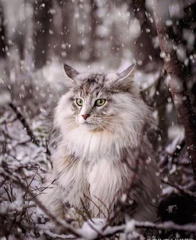 宠物猫粮甄选,宠物猫粮哪种最好