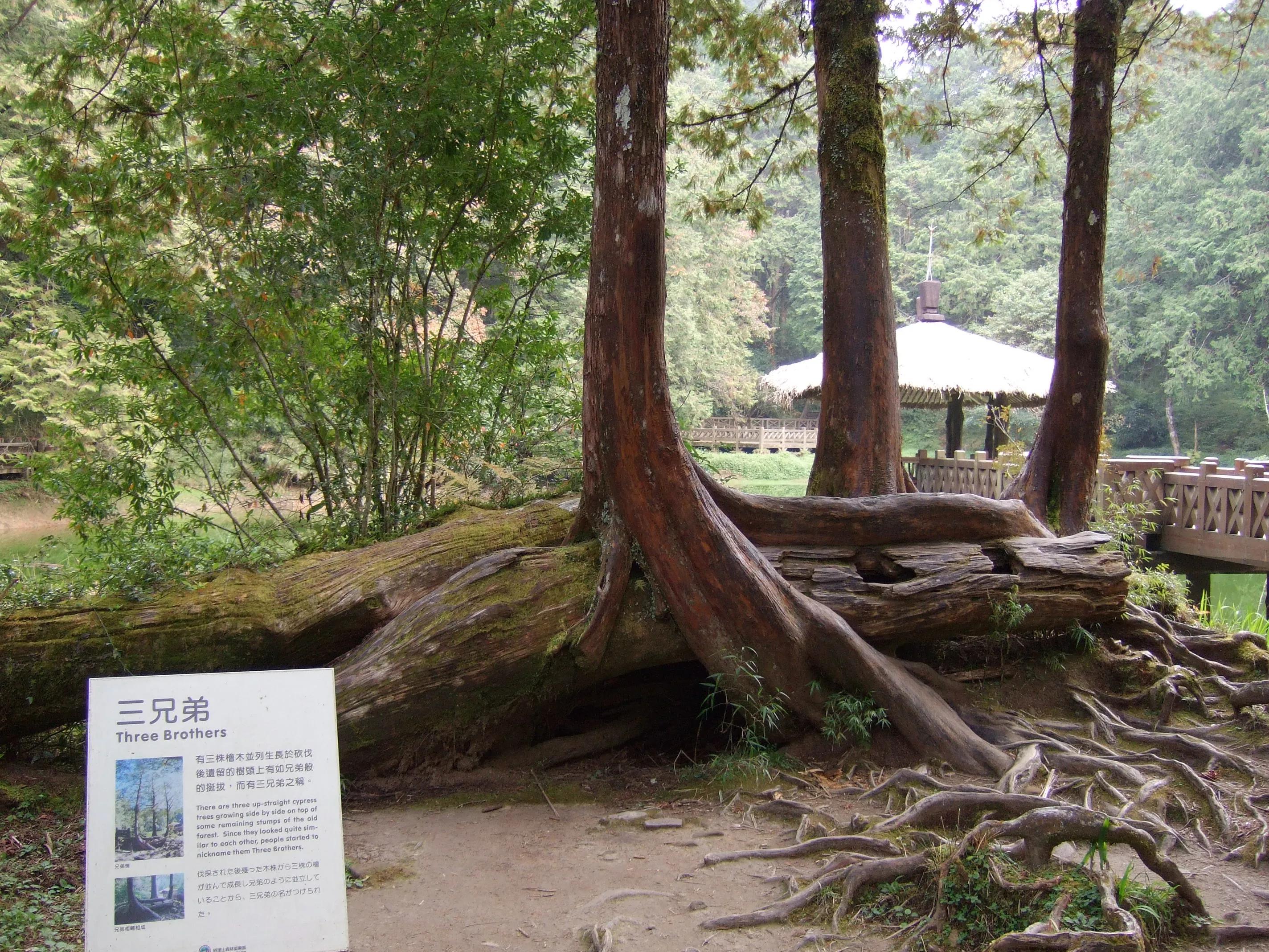 阿里山美丽动人的传说,阿里山的风光美如画