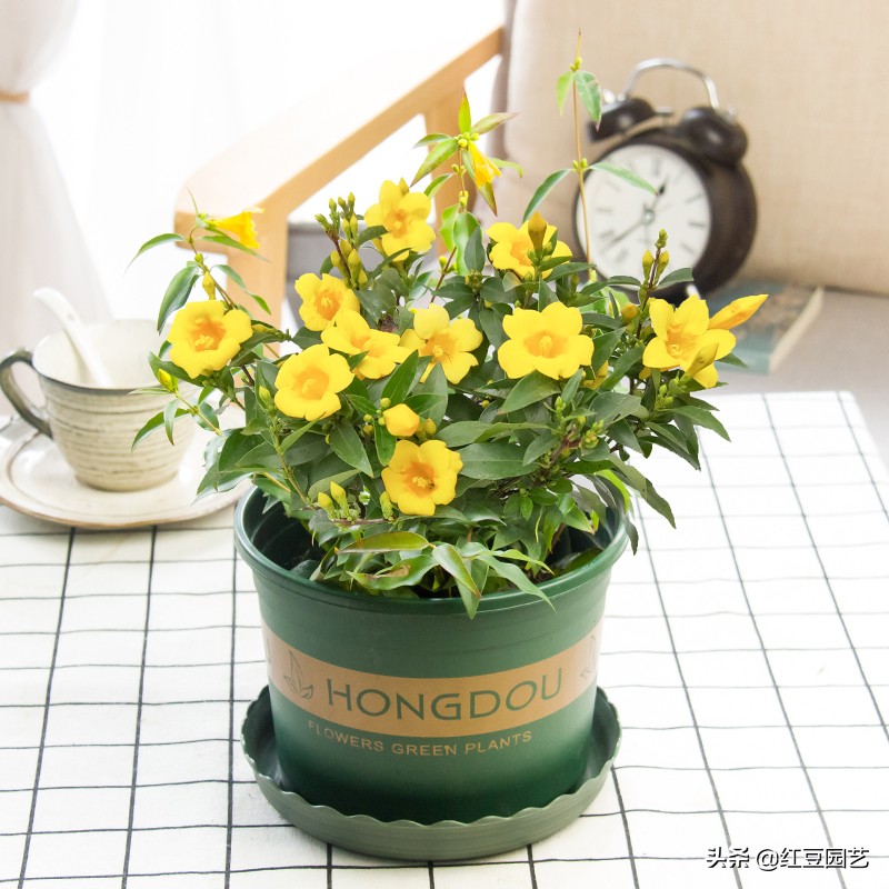 法国香水茉莉爬藤盆栽怎样栽种,香水茉莉花苞