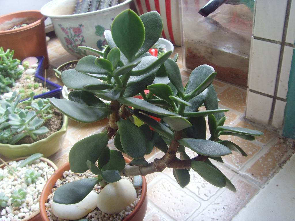 玉树怎么养才能开花多,玉树怎么养才会开花呢