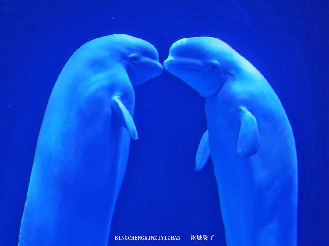 走进哈尔滨完整视频,走进哈尔滨海洋馆