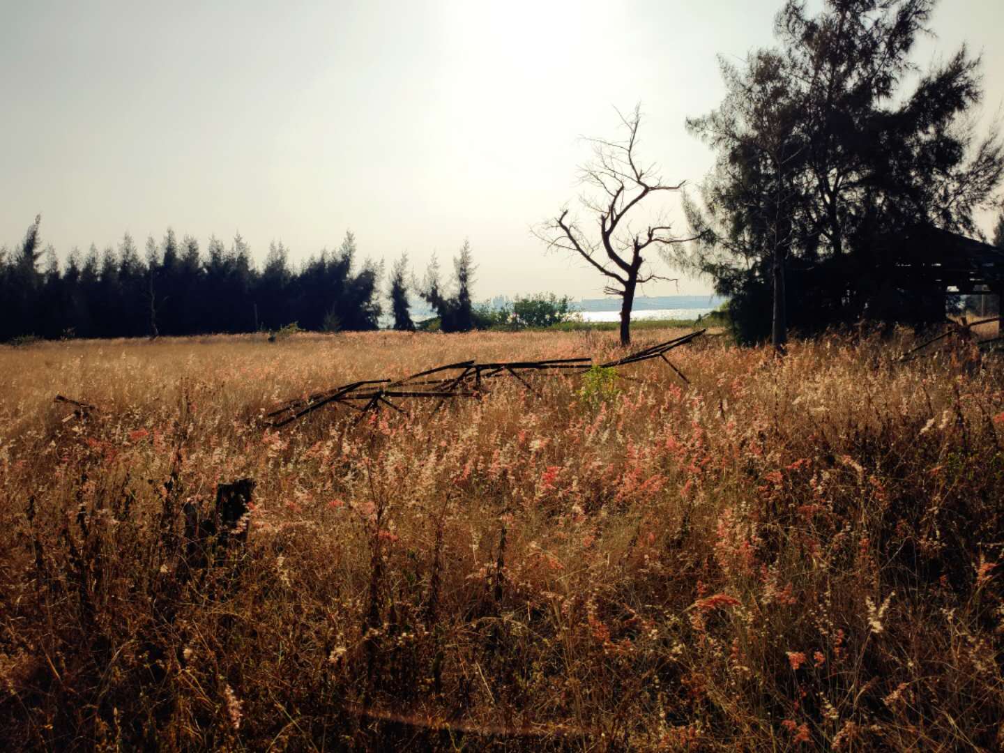 湛江特呈岛地理位置,湛江市特呈岛攻略