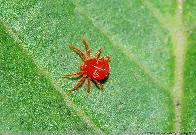 十种常见农药大全,100种常见农药大全