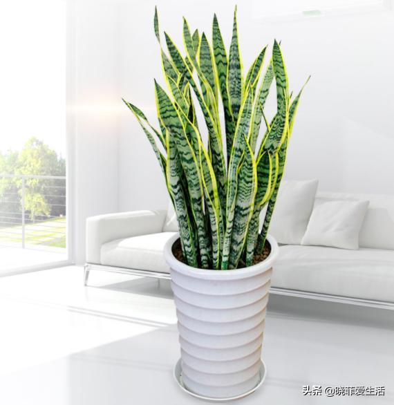 好养又寓意好的室内花,室内好养的对身体好花有几种