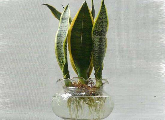 虎皮兰水培生根后可以直接土培吗,虎皮兰水培要多少天生根