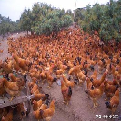 2020年最火农村创业项目有哪些,当下农村最适合创业项目是什么