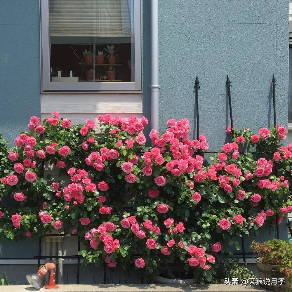 多久可以打造出一面月季花墙,月季花墙怎么养成