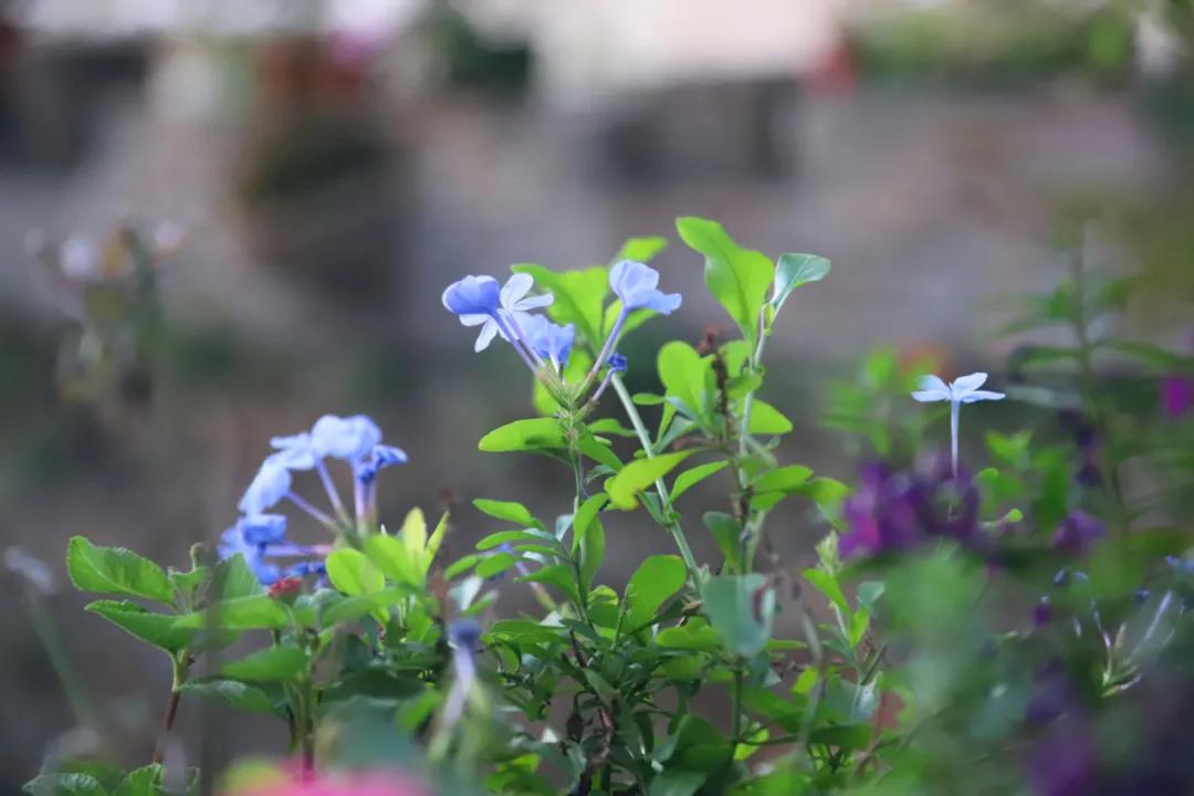 曾经，拥有一块武汉手表，那是件多么了得的事情