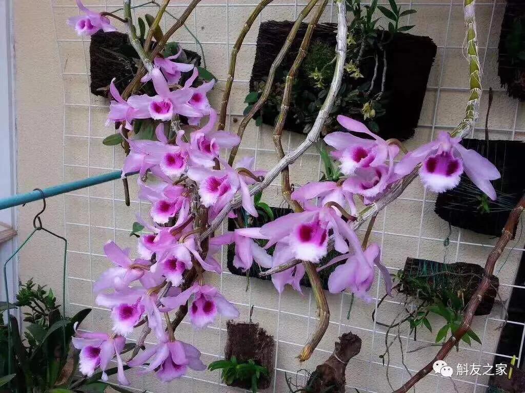 石斛兰烂头如何抢救,石斛兰花苞枯萎怎么救活