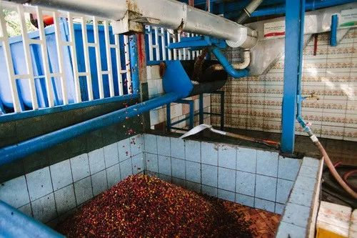 肯尼亚咖啡豆产区,世界四大产区顶级阿拉比卡咖啡豆