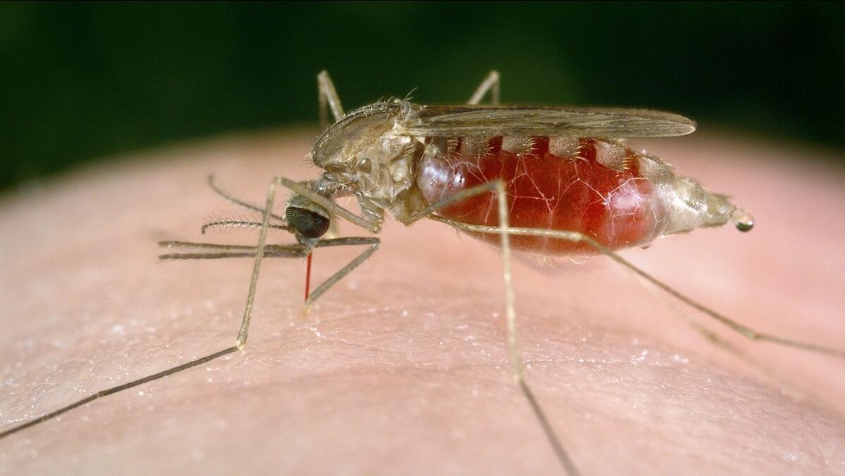 夏天怎么防蚊子咬人,夏天被蚊子咬有办法消灭蚊子