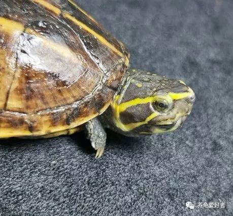 果核泥龟生长在热带还是亚热带,果核泥龟是最小的乌龟吗