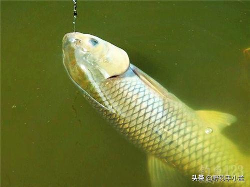 钓草鱼技巧草鱼喜欢吃什么,钓草鱼的几种钓法多年实用总结