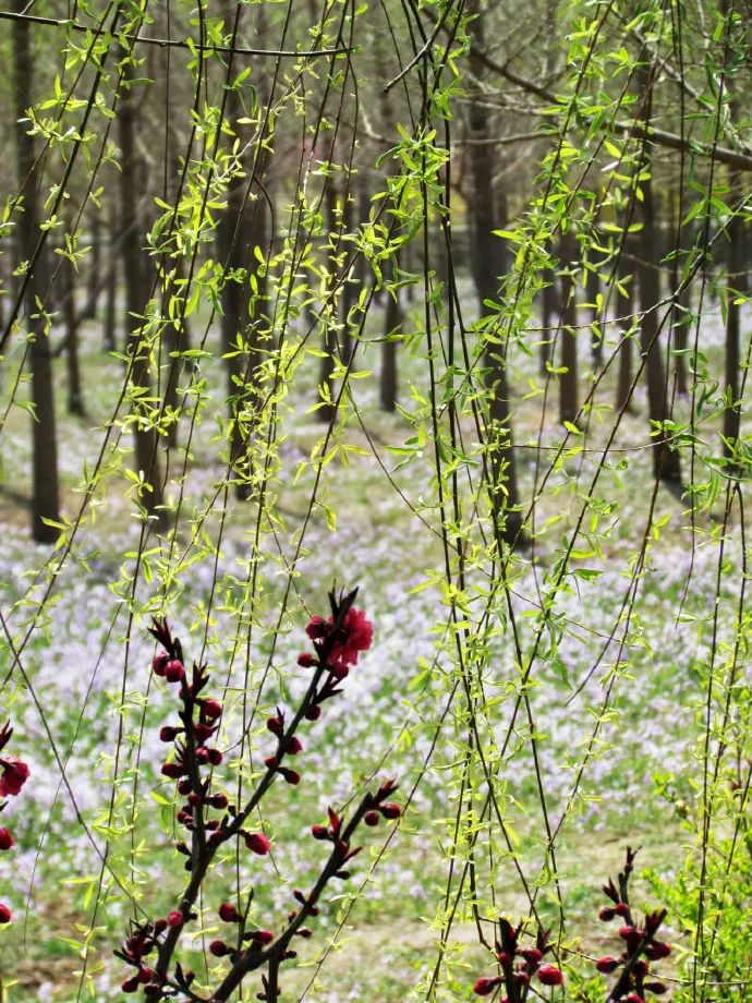 北京戒台寺郊野公园,北京燕山东岭郊野公园