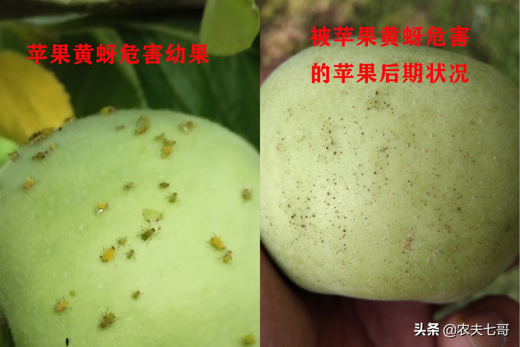 苹果蚜怎么防治,苹果黄蚜用什么药最好