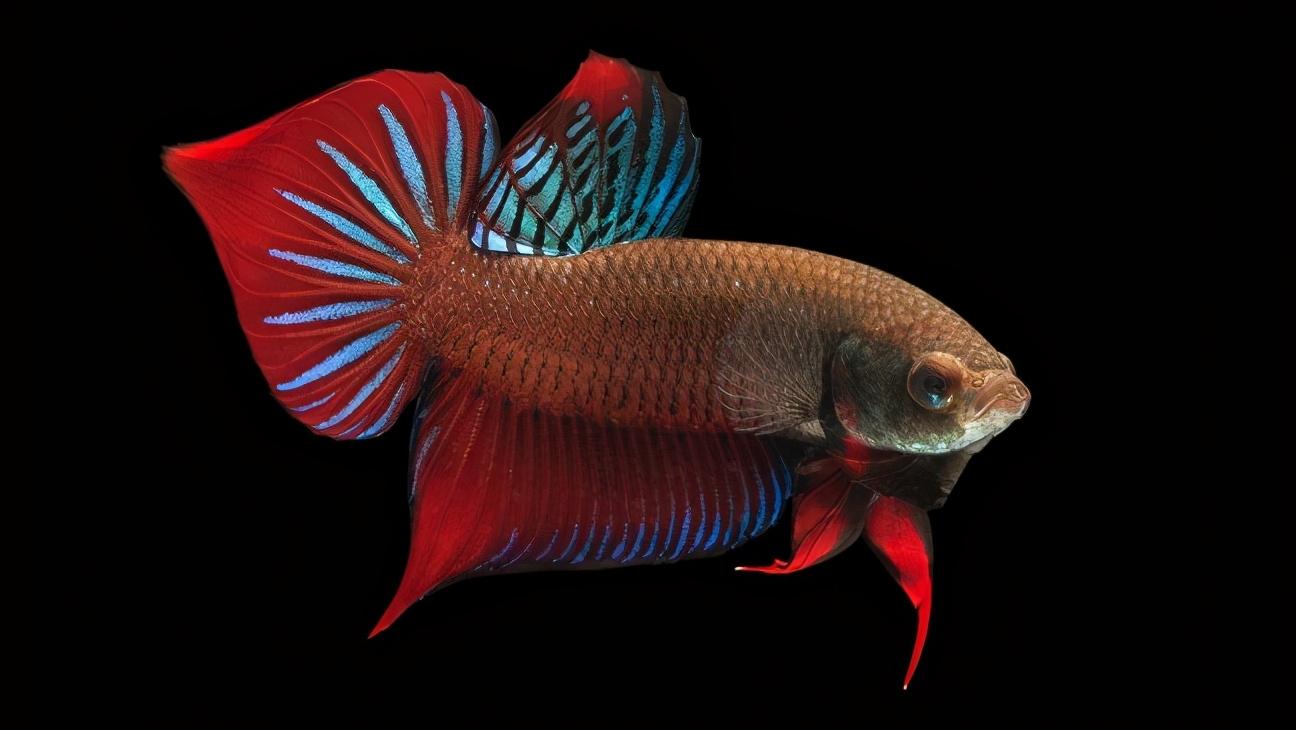 全部泰国斗鱼,泰国斗鱼品种图鉴大全