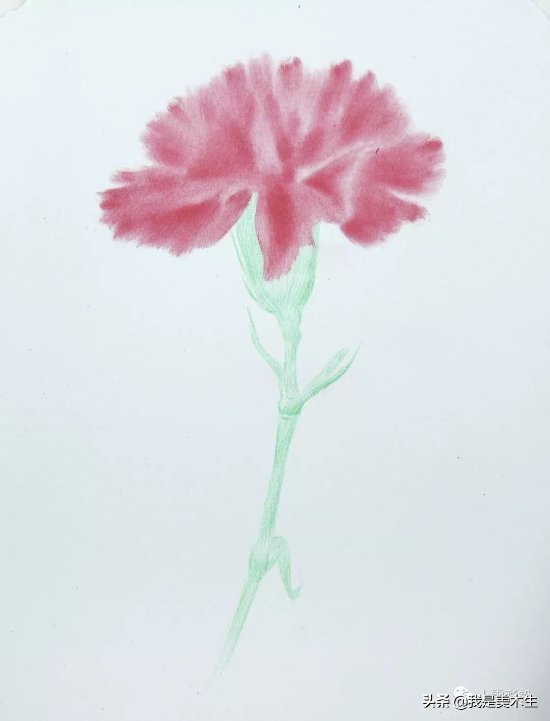 怎么画一束美丽的彩铅康乃馨,怎么用彩铅给纸做康乃馨上色
